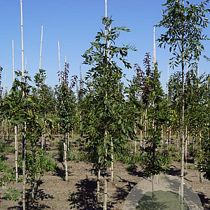 Fraxinus e. 'Geessink' 10-12 HO draadkluit