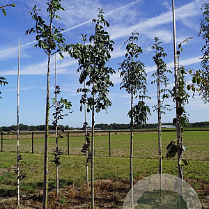 Fraxinus ornus 10-12 HO draadkluit