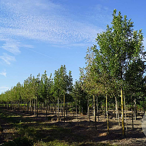 Fraxinus pen. 'Summit' 20-25 HO draadkluit