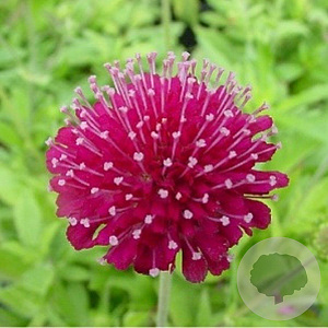 Knautia m. 'Mars Midget' GM P9