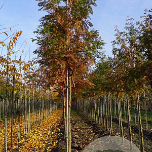 Metasequoia glyptostroboides 14-16 HO draadkluit