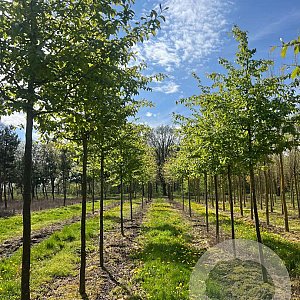 Parrotia persica 'Vanessa' 20-25 HO draadkluit