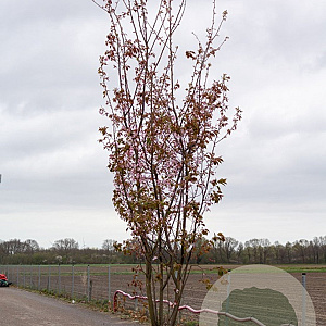 Prunus sargentii 'Charles Sargent' 10-12 HO draadkluit