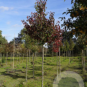 Pyrus calleryana 'Redspire' 12-14 HO draadkluit
