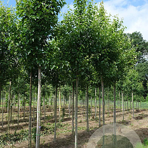 Pyrus calleryana 'Redspire' 12-14 HO draadkluit