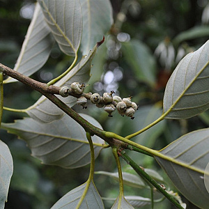 Quercus glauca 20-25 HO draadkluit geveerd