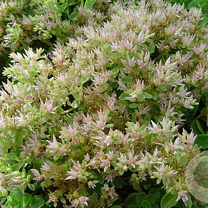Sedum spurium 'Album' GM P9