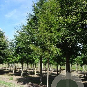 Taxodium distichum 10-12 HO draadkluit