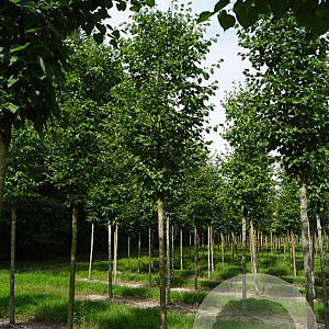 Tilia cordata 'Roelvo' 18-20 HO draadkluit