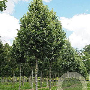 Tilia tomentosa 'Grey Pillar' 10-12 HO draadkluit