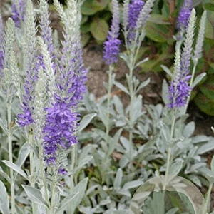Veronica spic. 'Silberteppich' GM P9