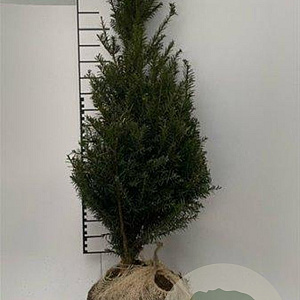 Taxus baccata 80-100 cm met kluit