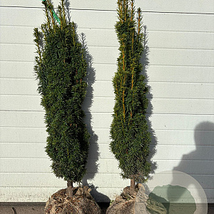 Taxus b. 'David' 80-100 cm met kluit