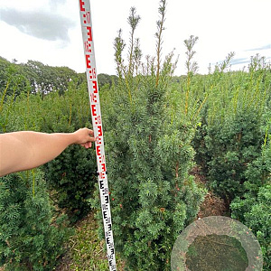 Taxus media 'Hicksii' 140-160 cm met kluit
