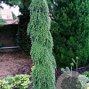 Tsuga het. 'Thorsen's Weeping' 175-200 cm draadkluit solitair