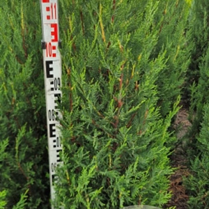 Cupressocyparis l. 'Tweeduizendéén' 120-130 cm met kluit