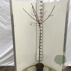 Ginkgo bil. 'Mariken' 120 cm stam 10L
