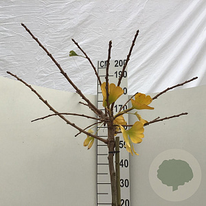 Ginkgo bil. 'Mariken' 150 cm stam 10L