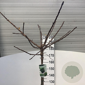 Ginkgo bil. 'Mariken' 180 cm stam 12L