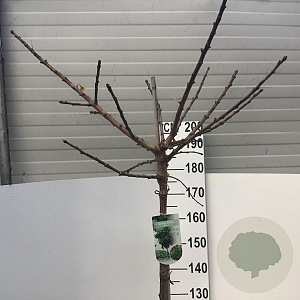Ginkgo bil. 'Mariken' 180 cm stam 12L