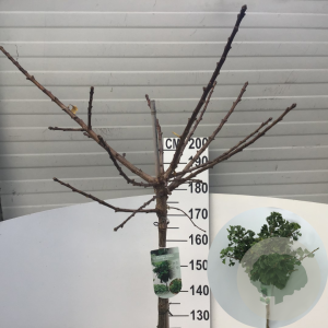 Ginkgo bil. 'Mariken' 180 cm stam 12L