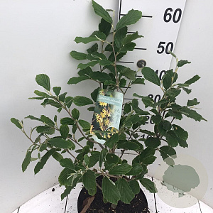 Hamamelis int. 'Arnold Promise' 50-60 cm 7,5L