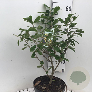 Hamamelis int. 'Arnold Promise' 50-60 cm 7,5L