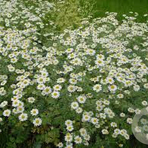 Tanacetum niveum 'Jackpot' GM P9