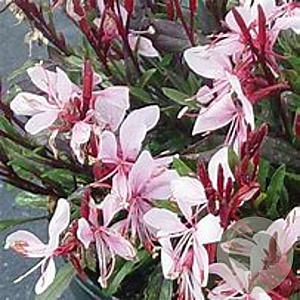 Gaura lindh. 'Gaudi Medium Pink' GM  P11