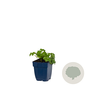 Geranium cant. 'Cambridge' GM  P11