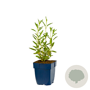Salvia uliginosa GM  P11