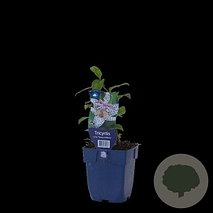 Tricyrtis hirta 'Taiwan Adbane' GM  P11