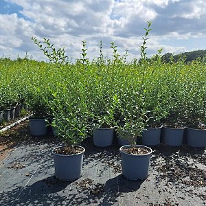 Osmanthus burkwoodii 40-60 cm 3,0L