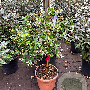 Trachelospermum jasminoides GM 18L