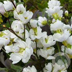 Arabis caucas. 'Bakkely' GM P9