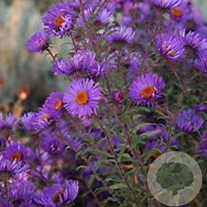 Aster n.-a. 'W. Bowman' GM P9