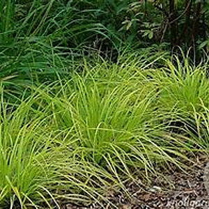 Carex oshim. 'Everillo' GM P9