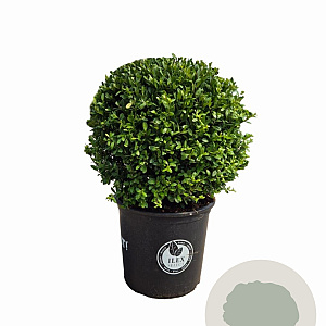 Ilex crenata Dark Green 40 cm 15L bol potgekweekt