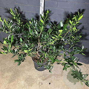 Prunus l. 'Otto Luyken' 60-80 cm 10L