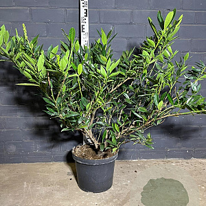 Prunus l. 'Otto Luyken' 60-80 cm 10L
