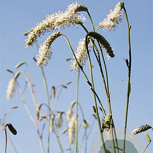 Sanguisorba tenuifolia parviflora GM P9