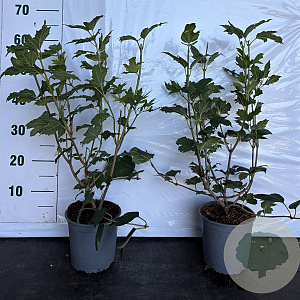 Viburnum opulus 'Roseum' 50-60 cm 2,5L