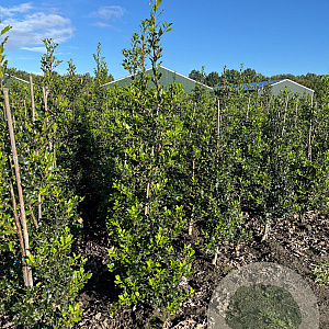 Ilex aquifolium 150-175 cm met kluit