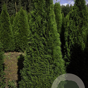 Thuja occ. 'Smaragd' 200-225 cm met kluit