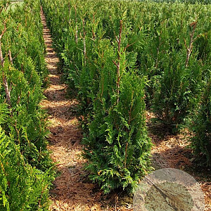 Thuja pl. 'Martin' 80-100 cm met kluit