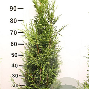 Thuja pl. 'Martin' 80-100 cm met kluit