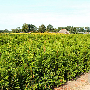 Thuja pl. 'Martin' 80-100 cm met kluit