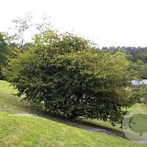 Carpinus caroliniana 300-350 cm draadkluit meerstammig
