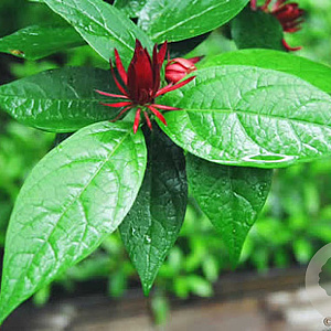 Calycanthus floridus laevigatus 150-175 cm cont. 80L struik