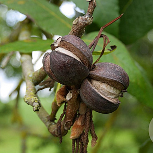 Carya laciniosa 'Henry' 60-80 cm 15L